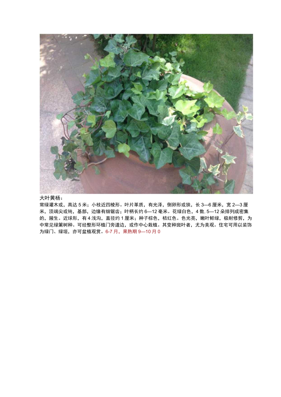 常见园林景观植物一览.docx_第2页