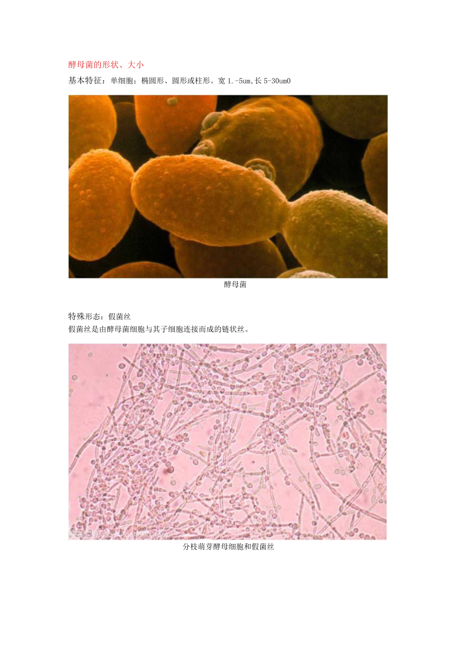 菌落计数基础知识——认识酵母菌.docx_第2页