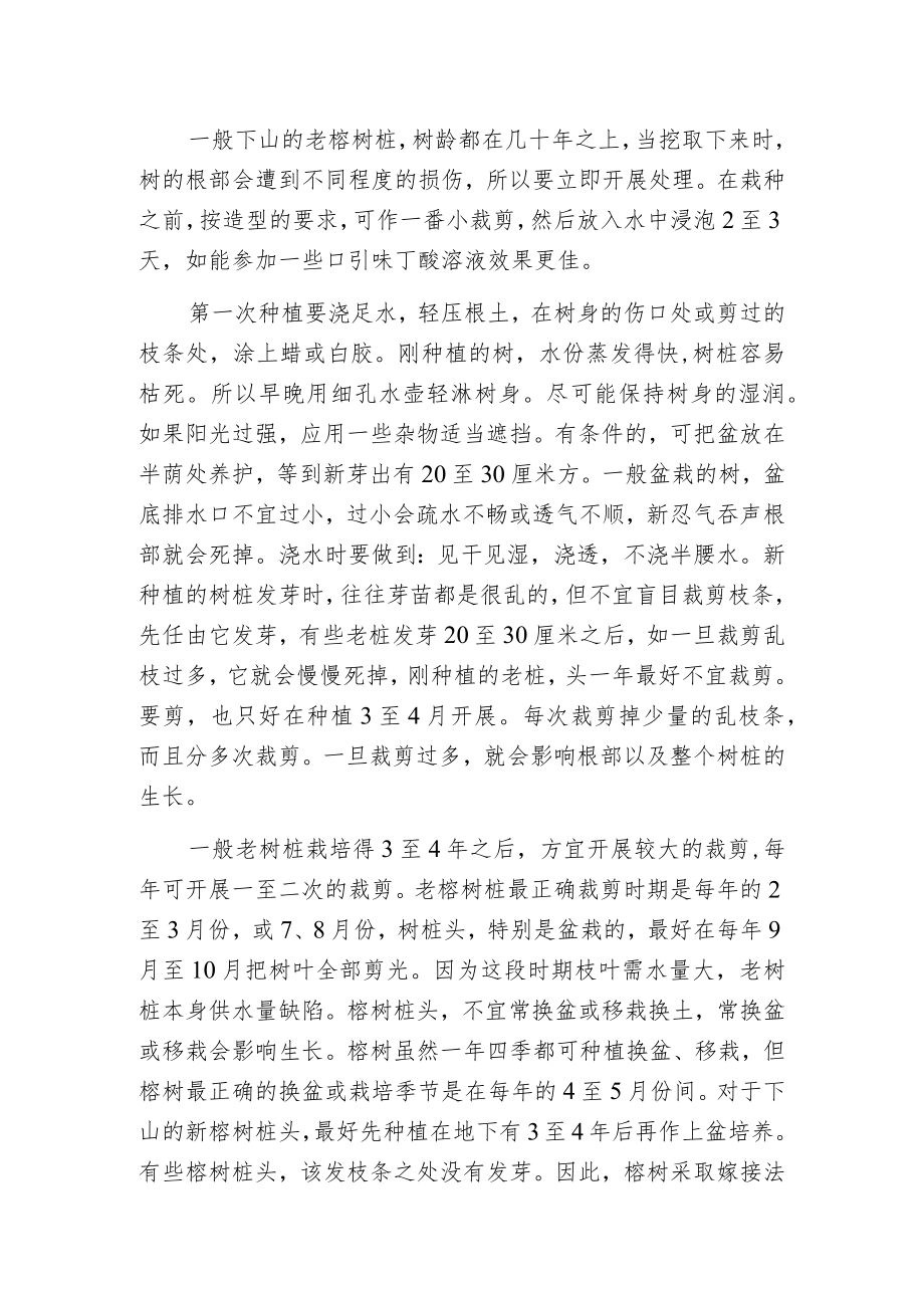 榕树的无土栽培技术.docx_第2页