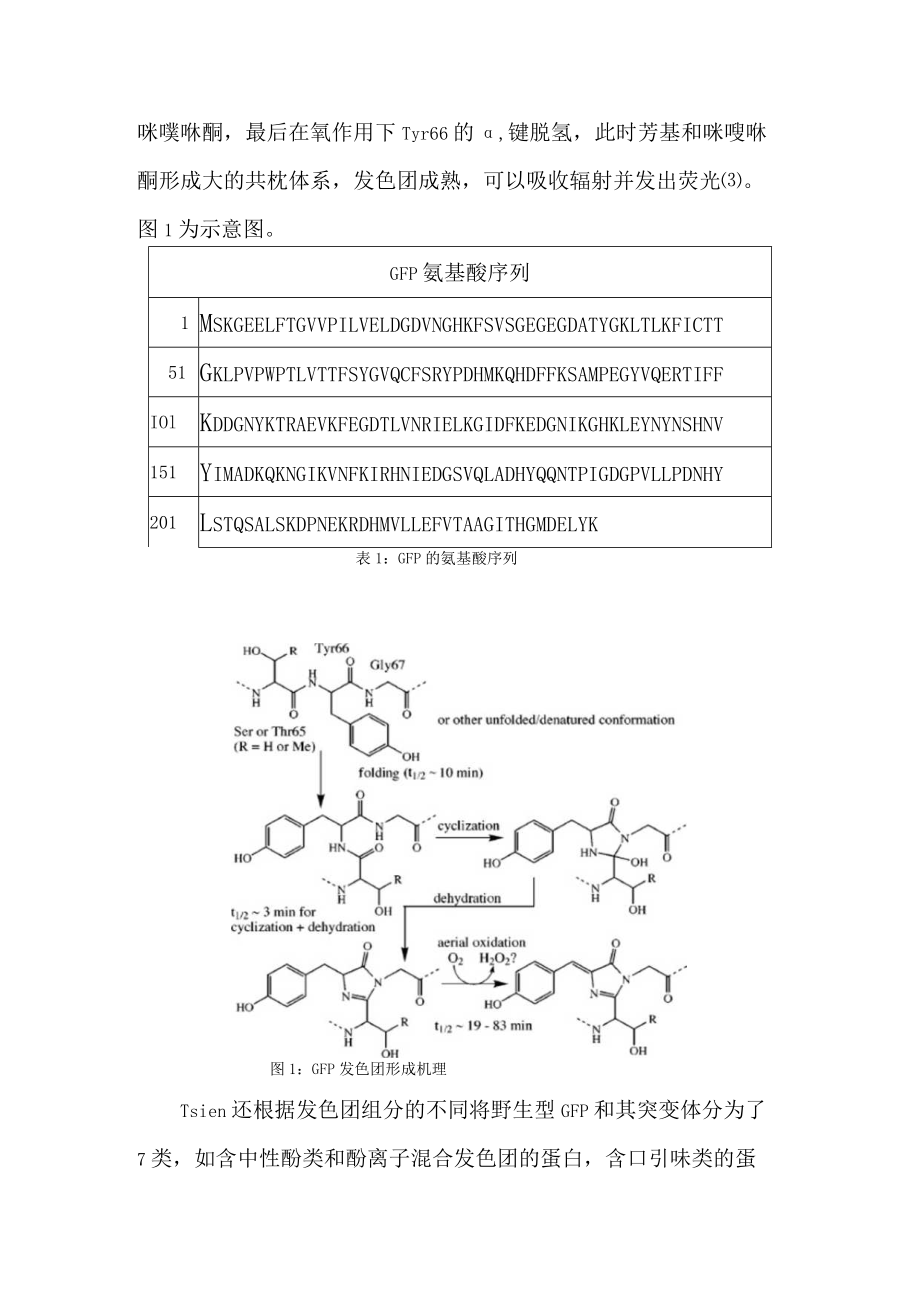 绿色荧光蛋白的结构和应用.docx_第2页