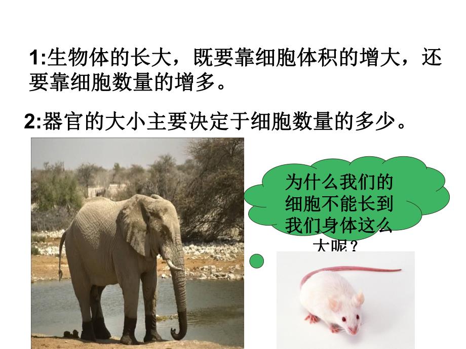 植物细胞的有丝分裂.ppt_第3页