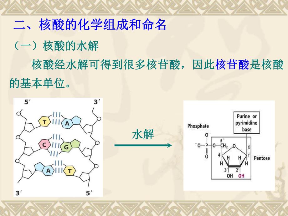 第04章核酸之2.ppt_第3页