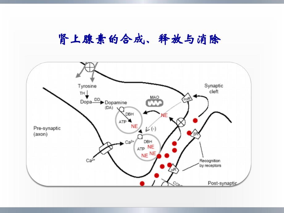 拟肾上腺素药和抗肾上腺素药 ppt课件.ppt_第3页