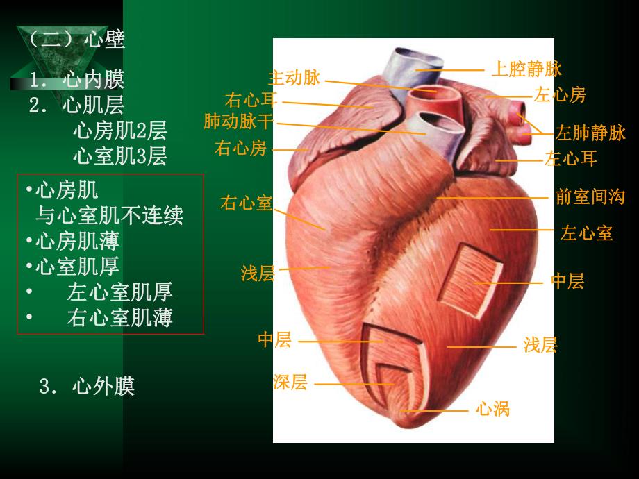 循环系统疾病修改.ppt_第3页