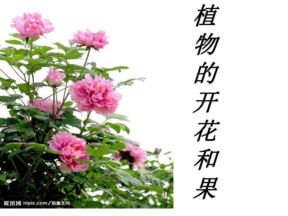 植物的开花和结果.ppt_第2页