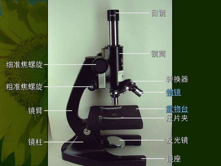 显微镜的结构.ppt_第2页