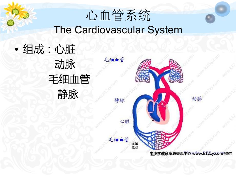 循环系统.ppt_第3页