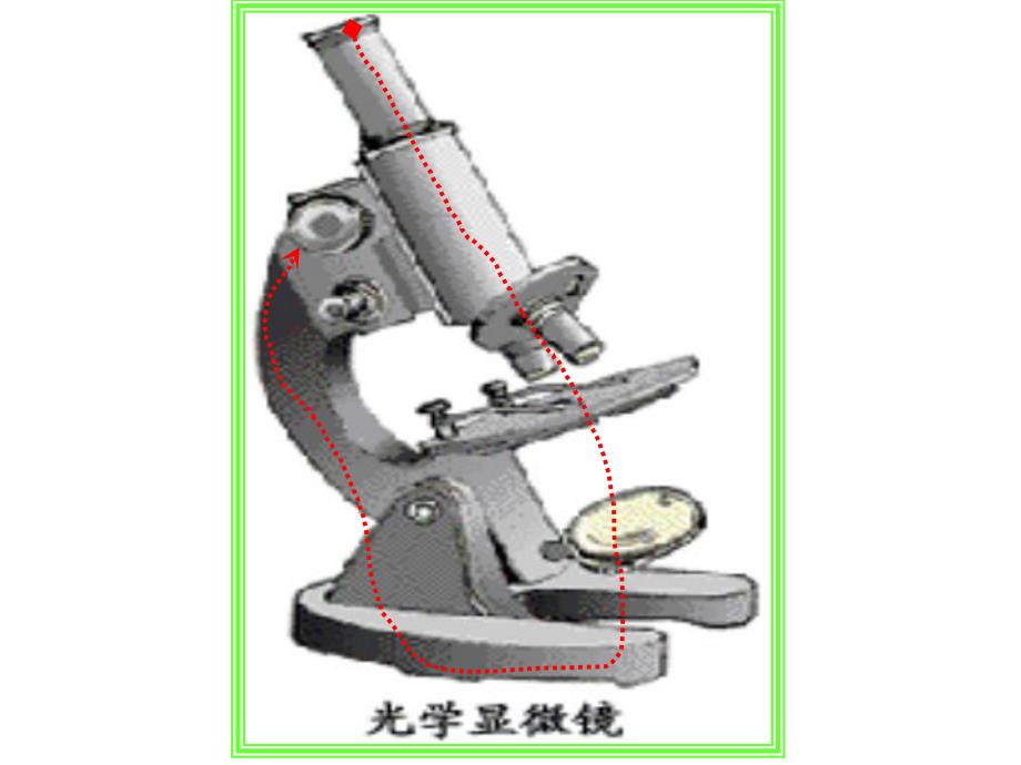 显微镜的结构及使用.ppt_第2页