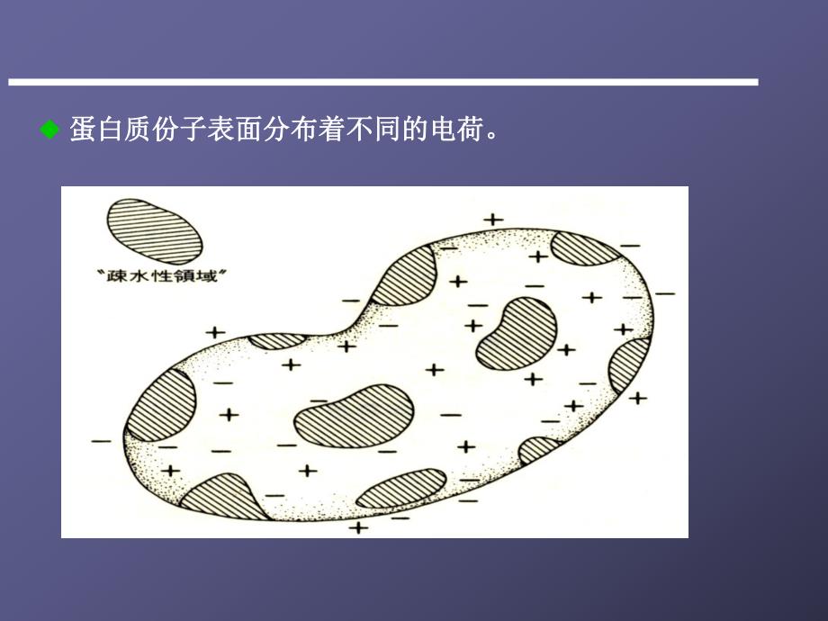 第03章蛋白质的通性、纯化与表征.ppt_第3页