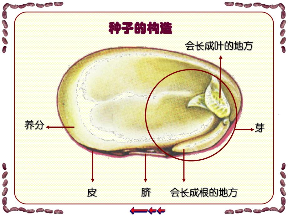 植物籽粒拼图.ppt_第3页