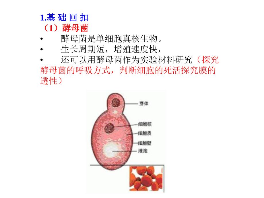 探究培养液中酵母菌种群数量的动态变化及血球计数板的构造和使用.ppt_第2页