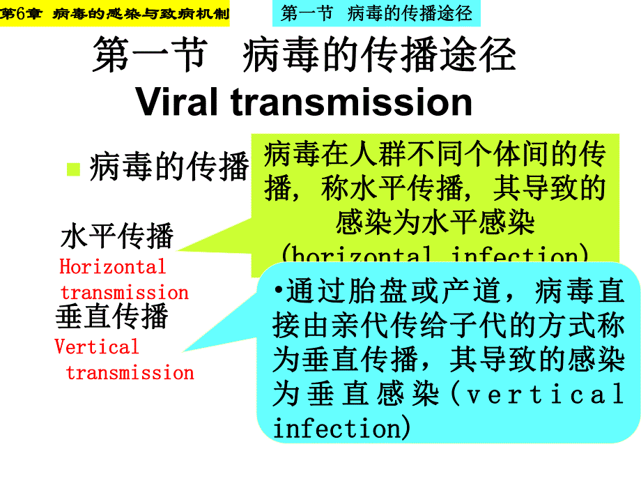 病毒的感染与致病机制名师编辑PPT课件.ppt_第2页