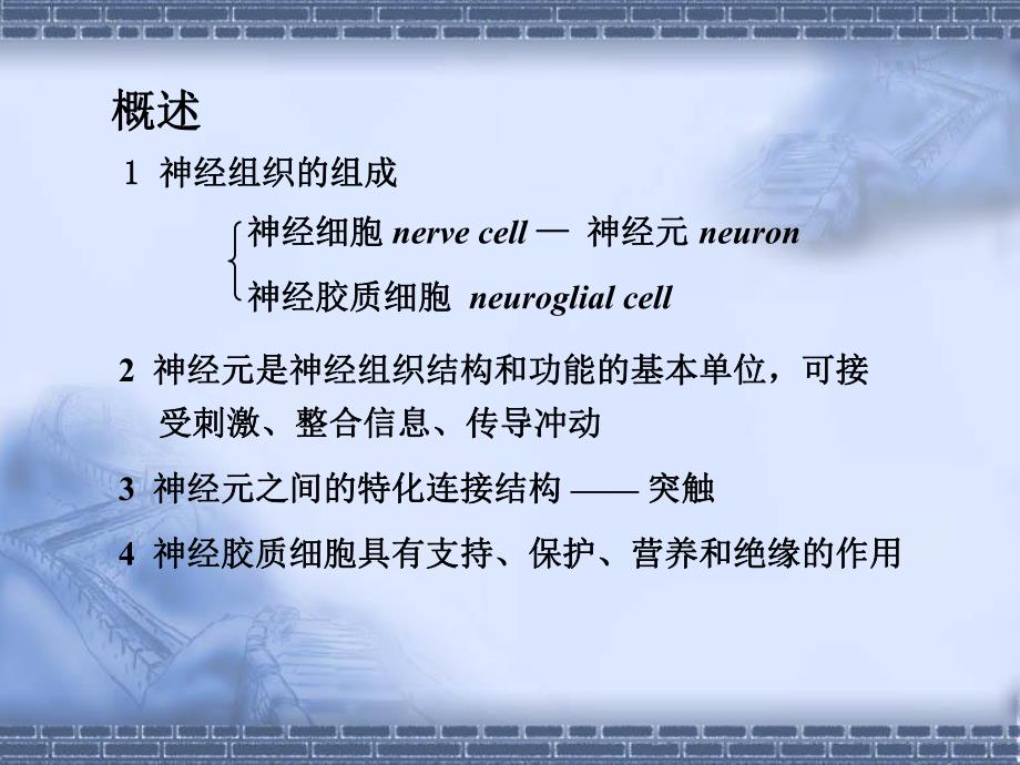 第07章神经组织.ppt_第2页