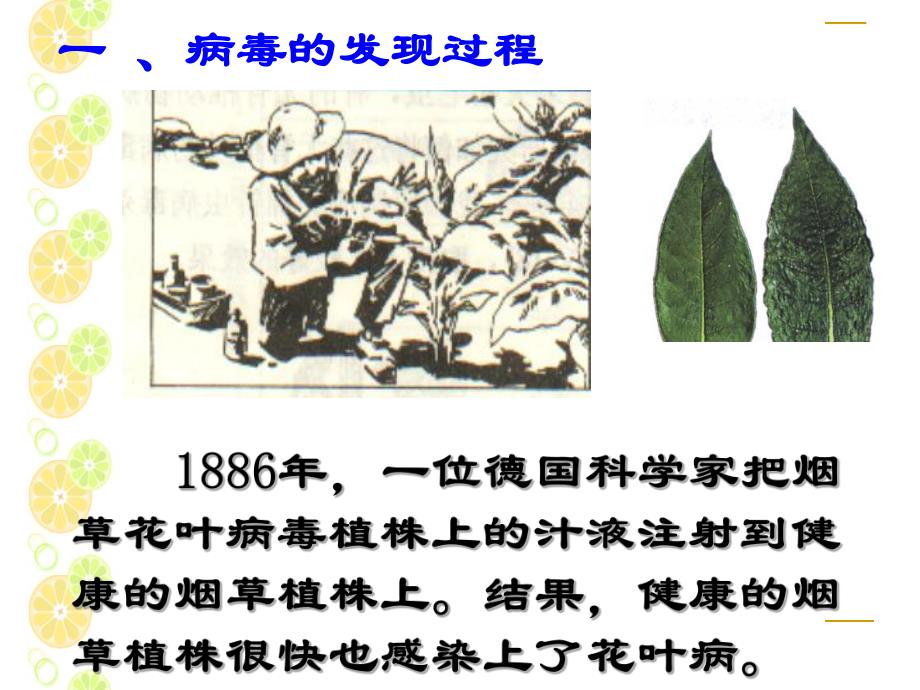 病毒发现史.ppt_第1页