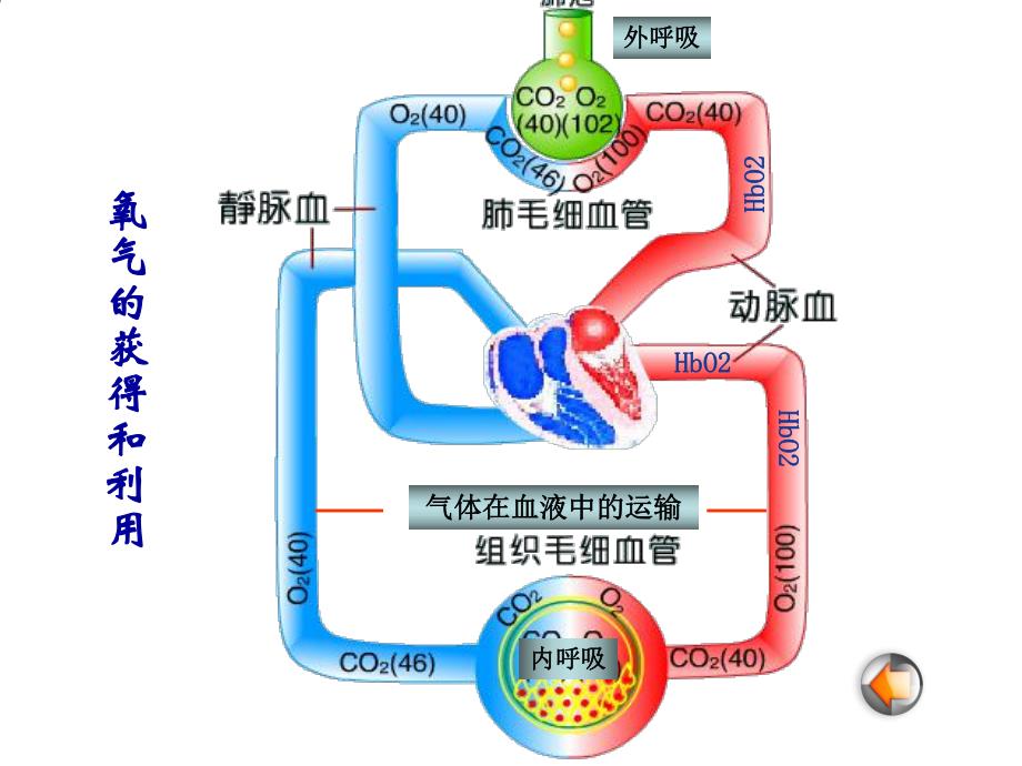 病理生理学缺氧.ppt_第3页