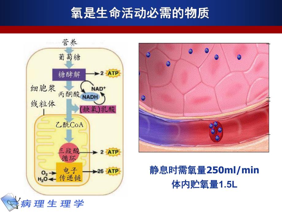 病生缺氧唐朝枢ppt课件.ppt_第2页