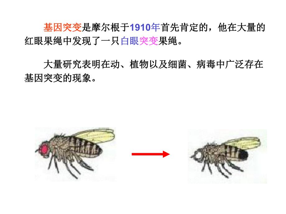 第10章基因突变.ppt_第2页