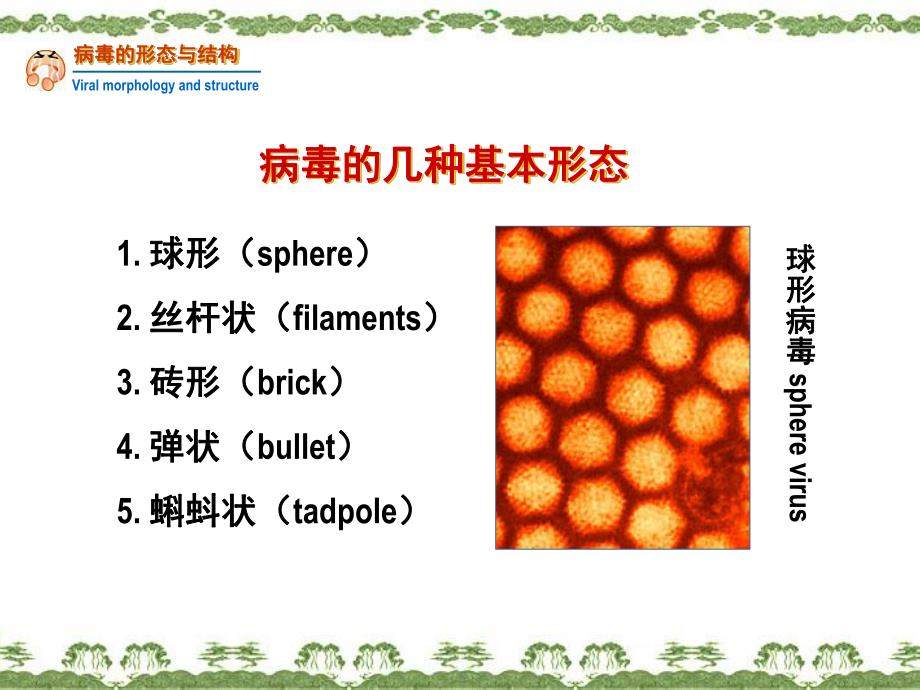 病毒的形态增殖与变异名师编辑PPT课件.ppt_第3页