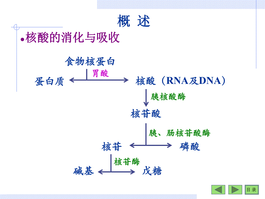 第08章核苷酸 .ppt_第3页