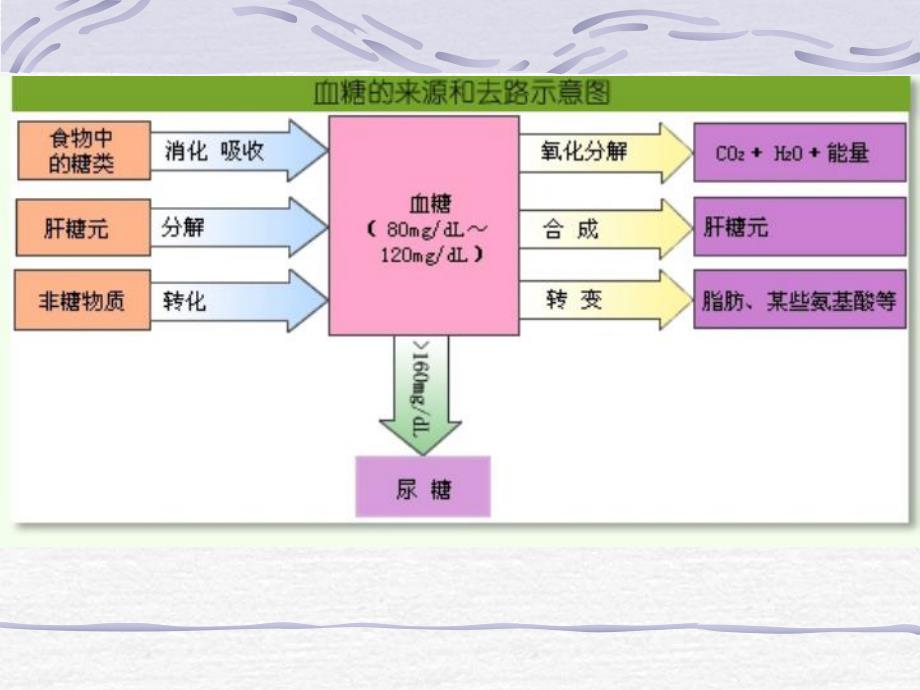 第09章营养、代谢与体温调节.ppt_第3页