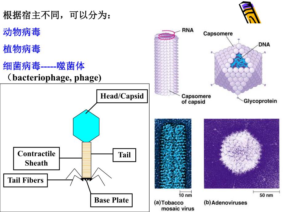 病毒的传分析.ppt_第3页