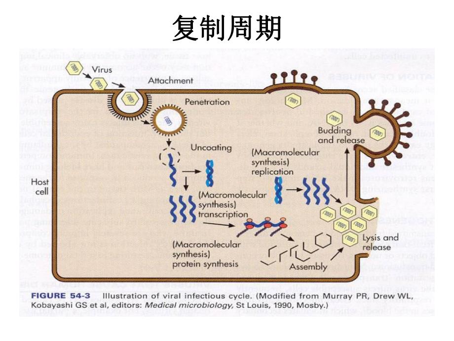 病毒的复制ppt课件名师编辑PPT课件.ppt_第2页