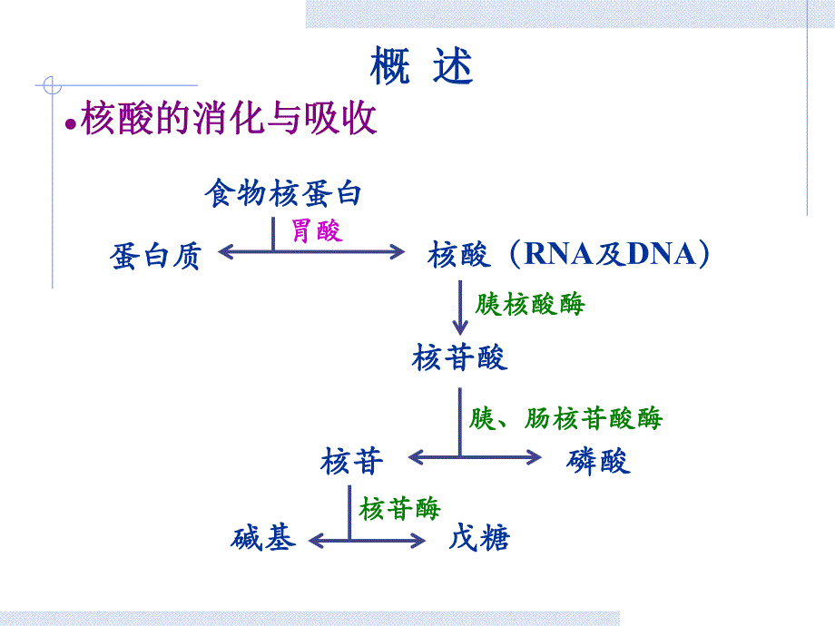 第10章核苷酸.ppt_第2页