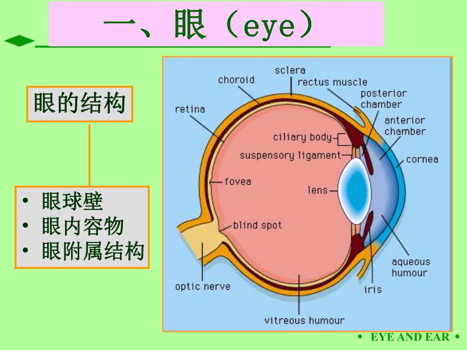 第09章眼和耳.ppt_第2页