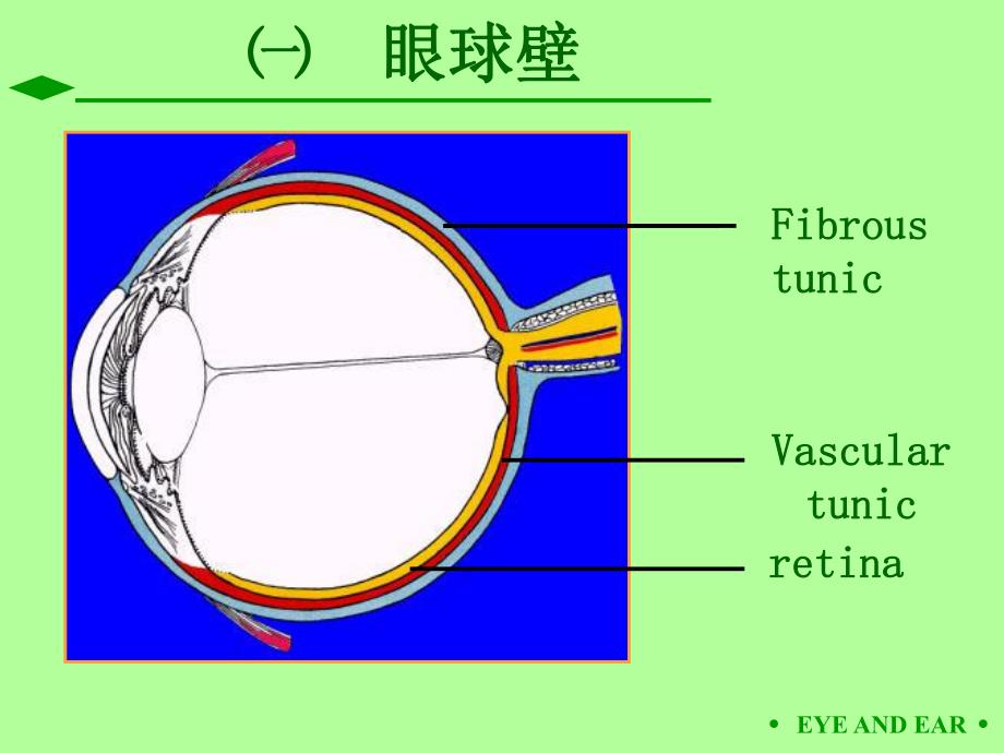 第09章眼和耳.ppt_第3页