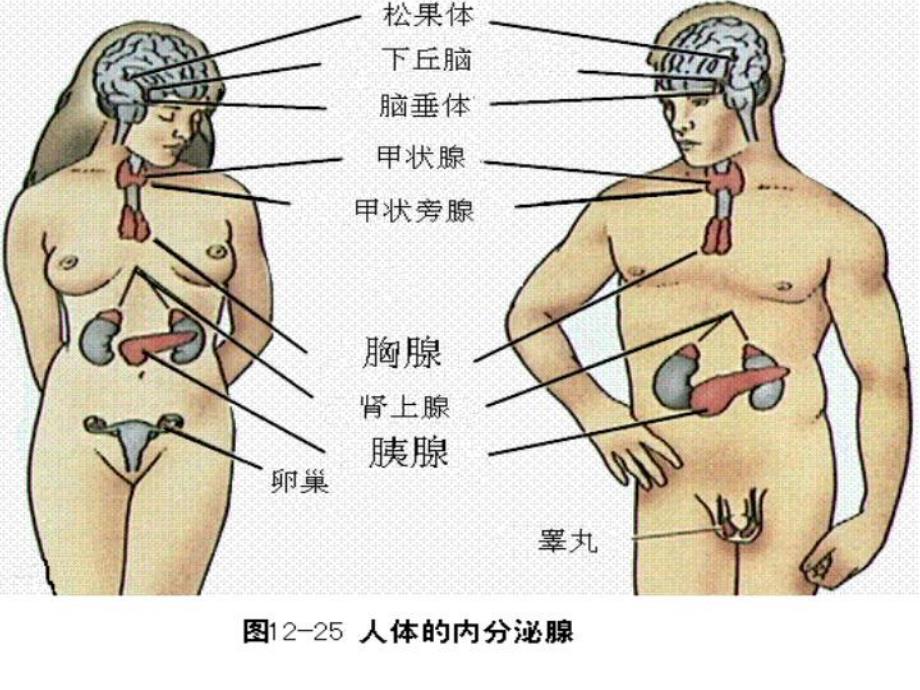 第13章内分泌系统的结构与功能.ppt_第2页