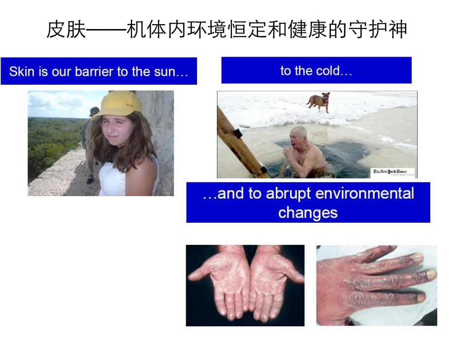 皮肤屏障功能.ppt_第3页