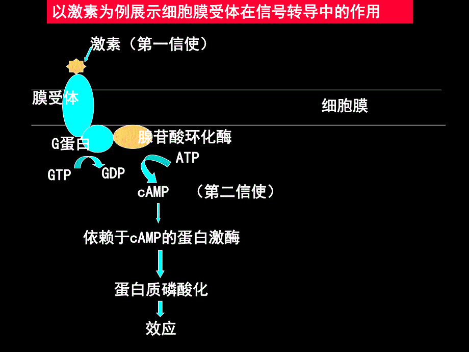 第12章细胞信号转导与疾病名师编辑PPT课件.ppt_第3页