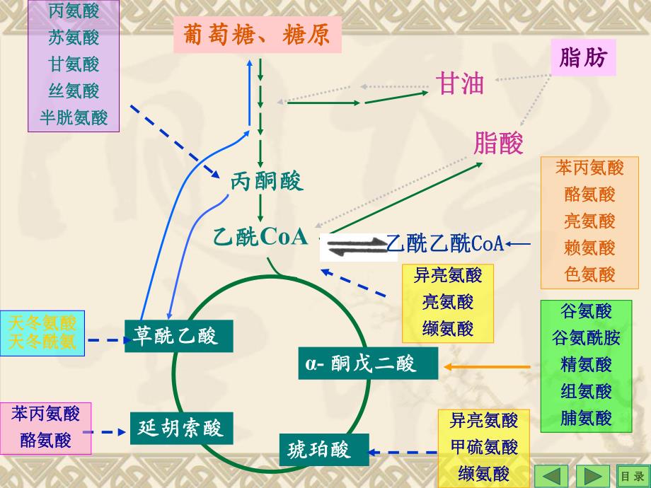 第11章代谢调节.ppt_第2页