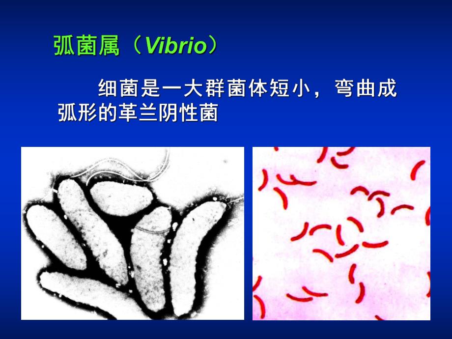 第11章弧菌属ppt课件名师编辑PPT课件.ppt_第2页