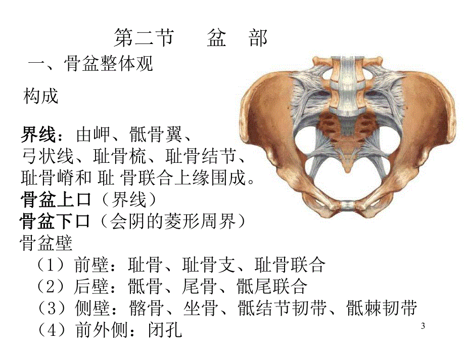 盆部局解.ppt_第3页