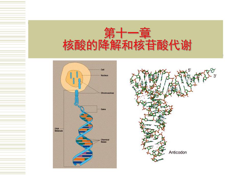 第11章核酸的降解和核苷酸代谢.ppt_第1页