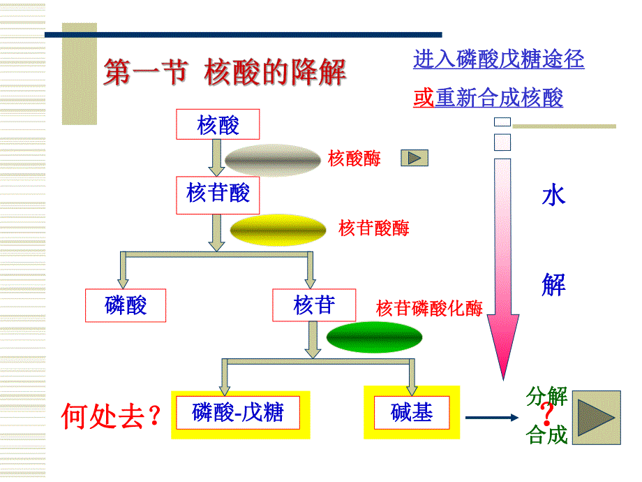 第11章核酸的降解和核苷酸代谢.ppt_第2页