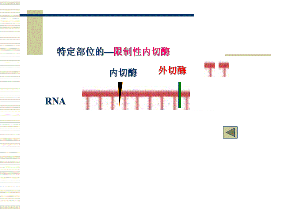 第11章核酸的降解和核苷酸代谢.ppt_第3页