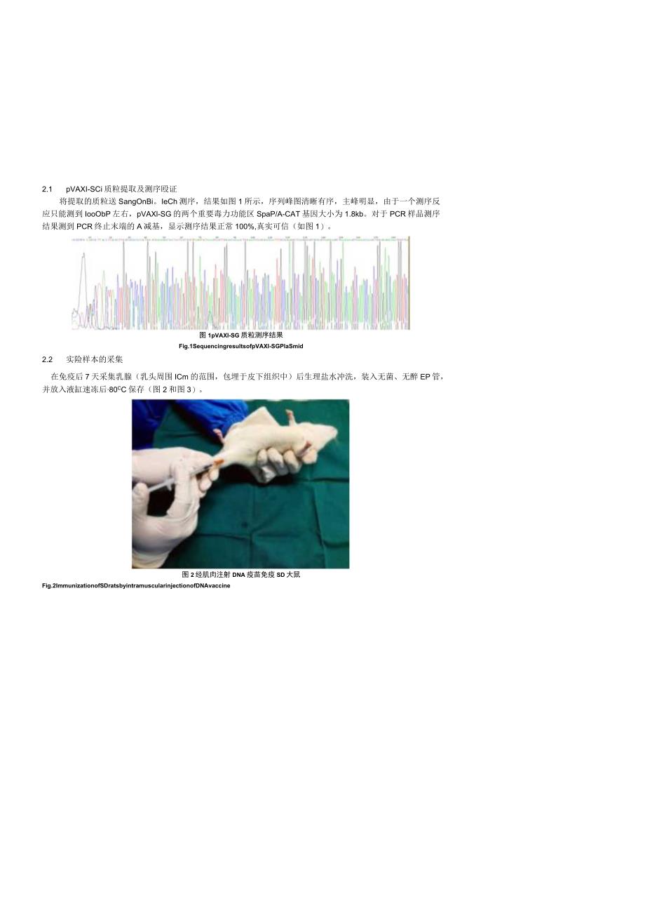 防龋DNA疫苗pVAX1-SG免疫下大鼠乳腺FcRn的表达研究.docx_第3页