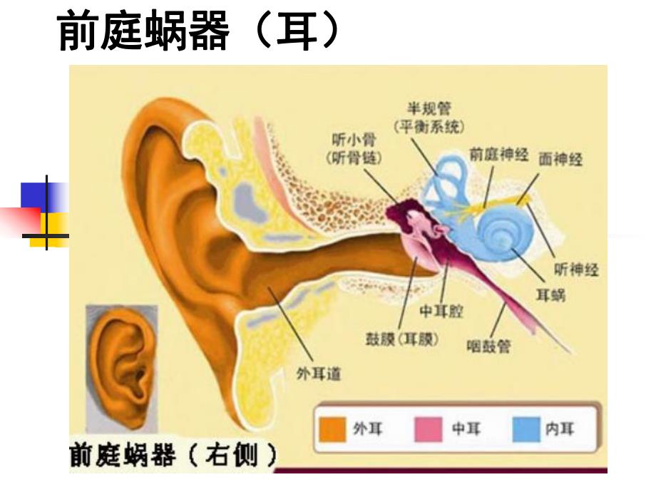 8感觉器官前庭蜗器.ppt_第2页