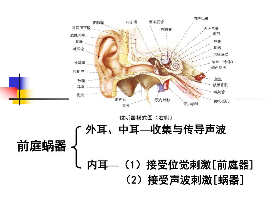 8感觉器官前庭蜗器.ppt_第3页