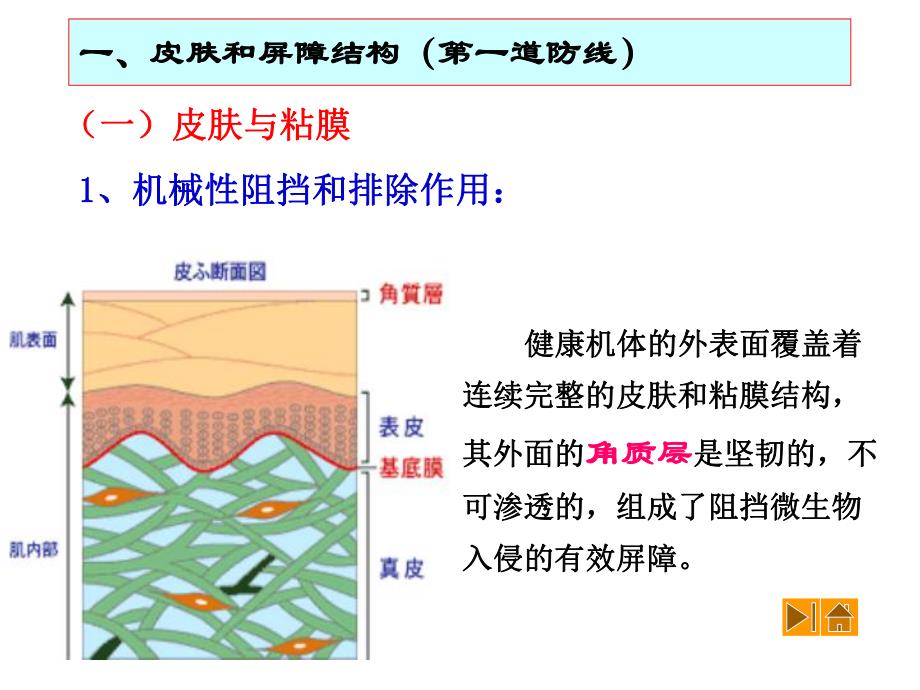 92非特异性免疫.ppt_第3页