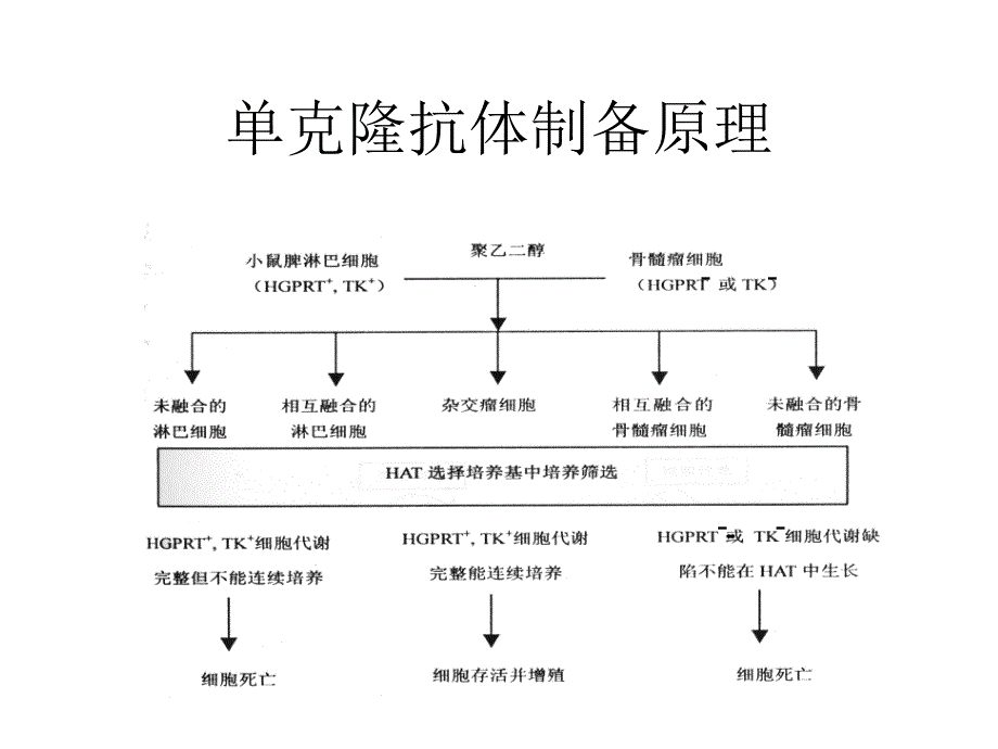 单克隆抗体的制备名师编辑PPT课件.ppt_第3页