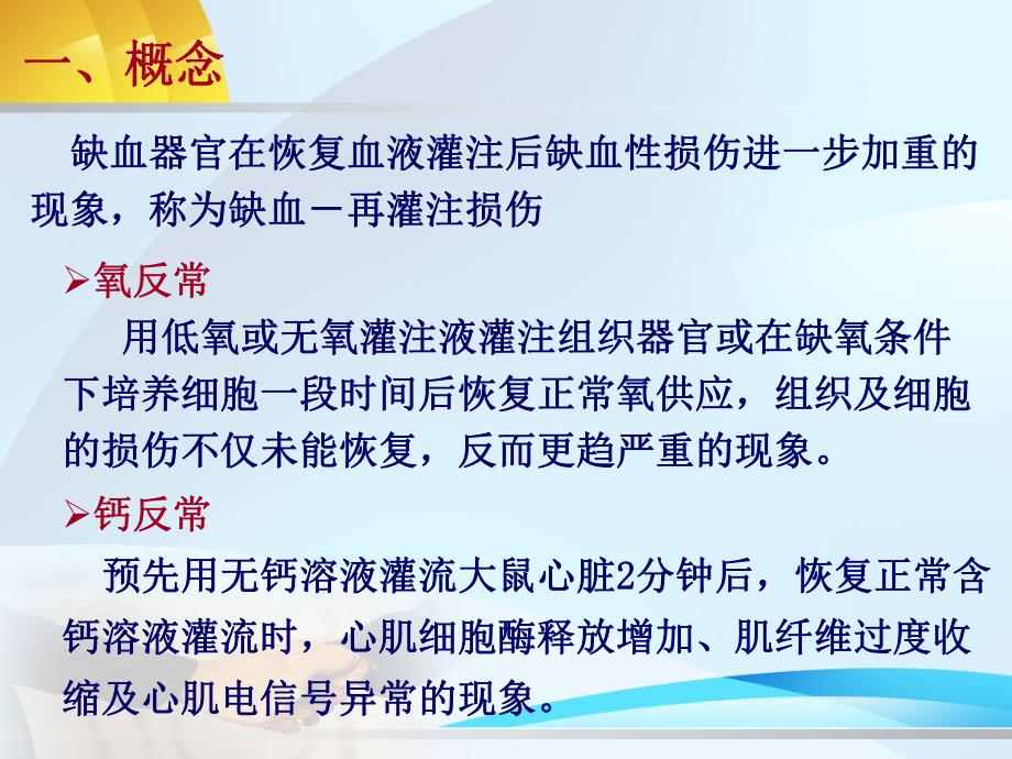 第13章缺血再灌注损伤名师编辑PPT课件.ppt_第2页