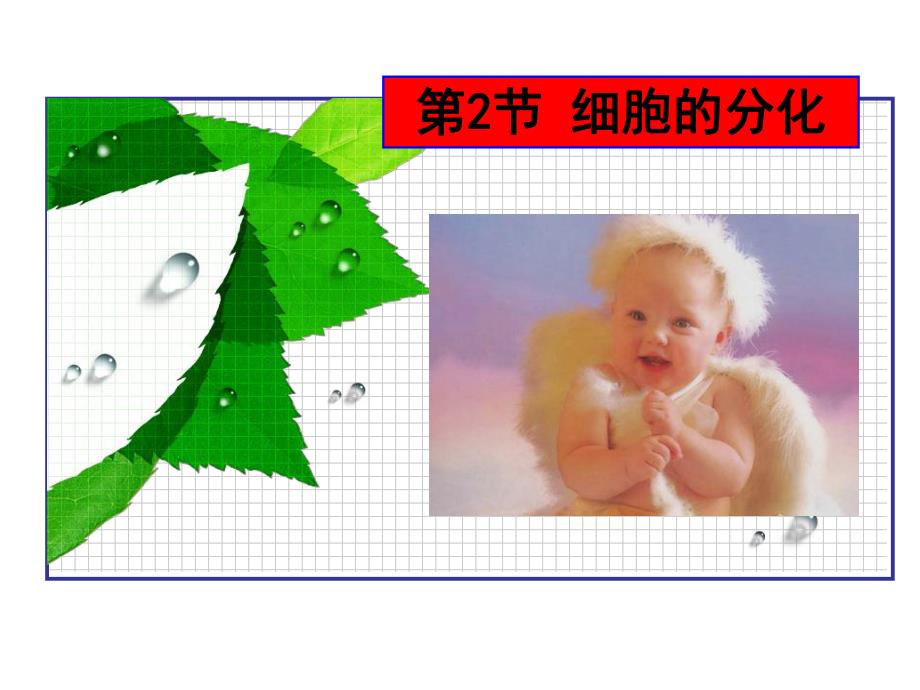 6.2细胞的分化.ppt_第1页