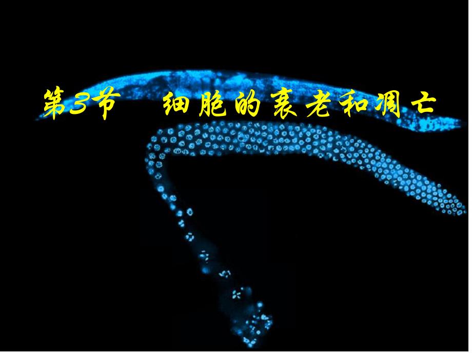 6.3细胞的衰老和凋亡课件3.ppt_第1页