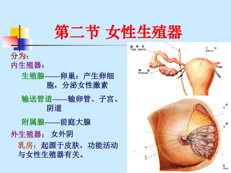 9内脏学泌尿生殖2、腹膜.ppt_第2页