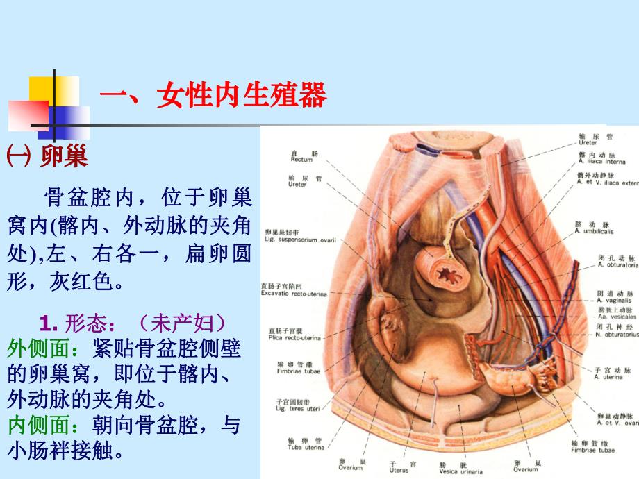 9内脏学泌尿生殖2、腹膜.ppt_第3页