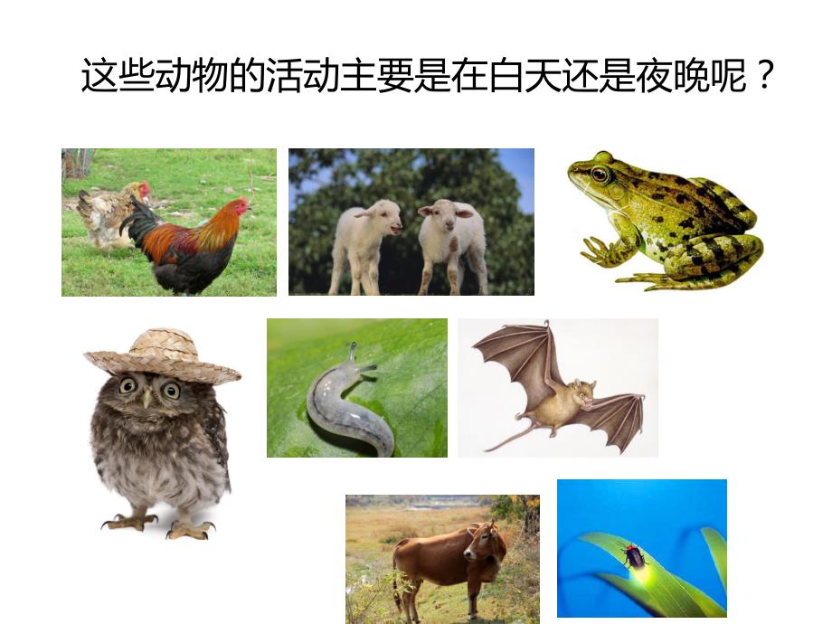 常见昆虫图片名称.ppt_第3页