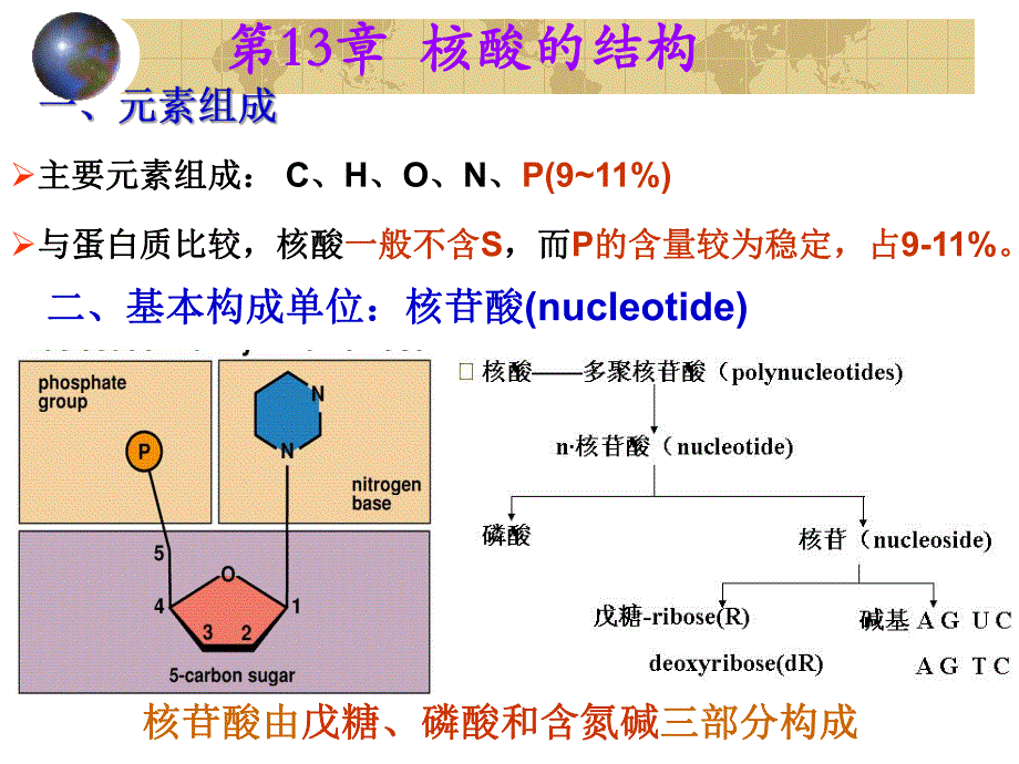 第13章核酸的结构.ppt_第1页